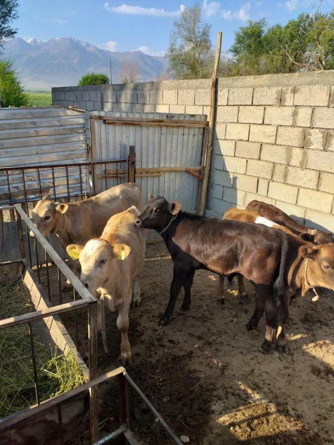 Ecoulan Bed and Breakfast Kochkor Εξωτερικό φωτογραφία